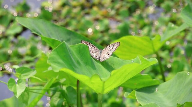 Junonia atlites (Gray Pansy Butterfly) rests on a vibrant green taro plant leaf in a bright, sunny natural environment with beautiful bokeh. Close-up insect shot.