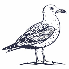 Obraz premium Professional seagull illustration isolated on white background