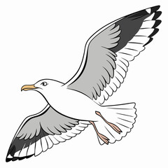 Professional seagull illustration, isolated, transparent background