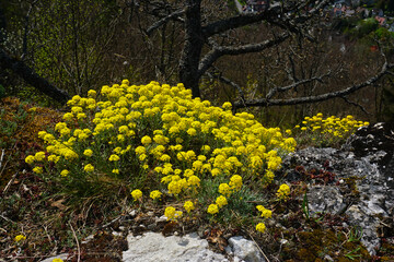 Berg-Steinkraut; Alyssum montanum; Alyssum mountain;
