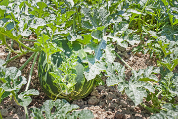 Watermelon fruit Plantation, Melon Field, Growing watermelons