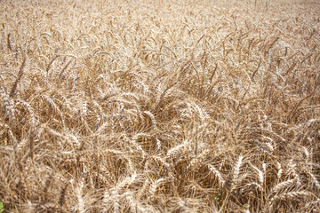 View of a field of wheat