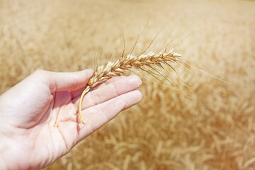 Hand holding wheat on the field, bulgur how it grows. Ear of wheat