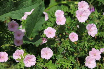 Closeup of sunlit Bloody Cranesbill blooms, Kent England
