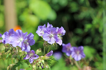 Macro image of a Meadow Cranesbill bloom, Kent, England
