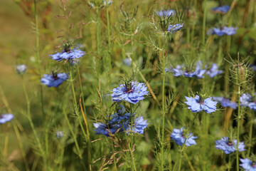 Macro image of blue Love-in-a-mist flowers, Kent England
