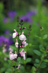 Macro image of pink Baby sage blooms, Kent England
