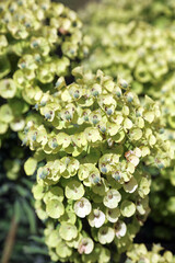 Macro image of sunlit Mediterranean Spurge, Kent England
