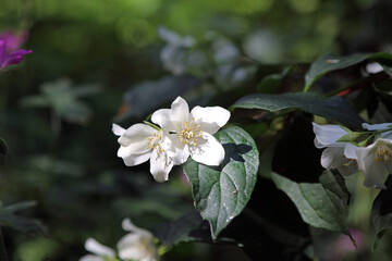Macro image of two Mock orange blooms, Kent England
