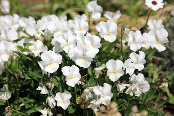 Macro image of white Heart's Ease blooms, Kent England
