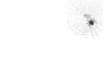 Obraz premium Realistic spider web shadow overlay on white background texture, perfect for product presentation, Halloween themes, creative backdrops, and minimalist design mockups.