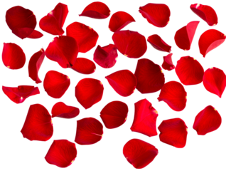 Floating Red Flower Petals in Motion, Transparent Background 