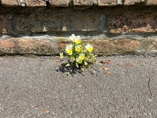 Flower growing through asphalt near old brick wall