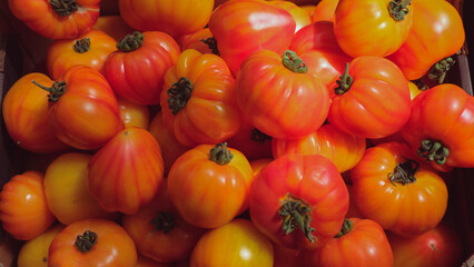 Heirloom tomatoes with vibrant red-orange color. Fresh organic vegetables from the farm. Close-up of healthy summer produce.