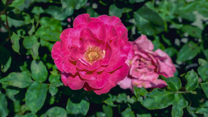 Bright pink rose in full bloom with green foliage. Romantic garden flower macro shot. Natural beauty of summer.