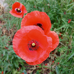 Blooming wild red poppy flower. Spring, summer, landscape design