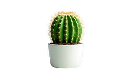Spherical cactus in white pot
