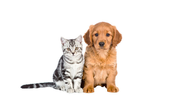 Cute Golden Retriever puppy and Kitty Portrait. Adorable couple. Dog and Cat. White Isolated Background. - Powered by Adobe