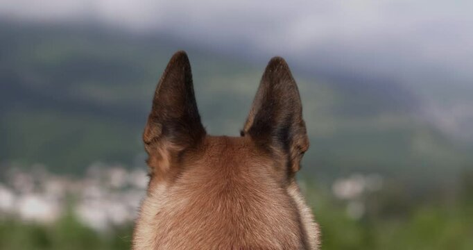 Shot from behind a Malinua dog showing only the ears and background hills. A focused frame with cinematic depth.