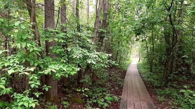 Wooden Forest Trail Panning Left to Right (Quercus spp.)