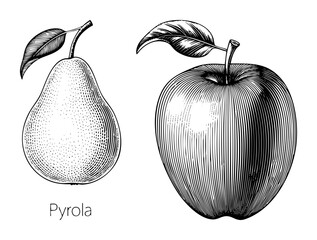 Vector Detailed of a pear and with leaves.