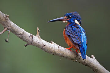 Male Blue Eared Kingfisher perch open 