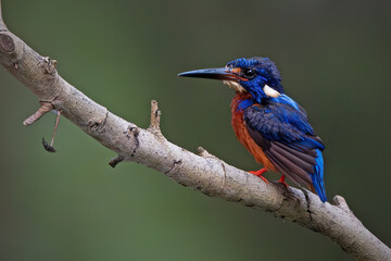 Male Blue Eared Kingfisher perch open 