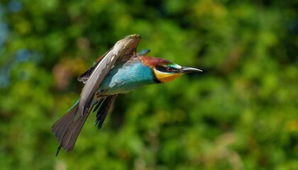 European bee-eater in flight