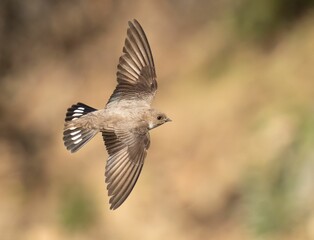 Swallow in flight with blurred background