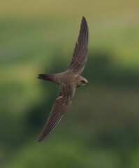 Swift in Flight Against Green Background