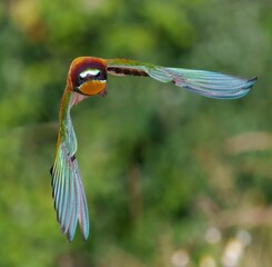 Bee-eater bird in flight.