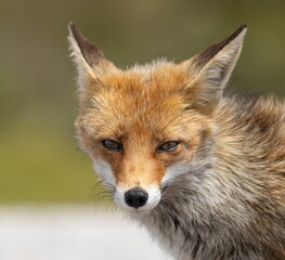 Close-up of a red fox with sharp eyes.