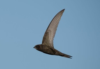 Swift bird flying against blue sky.