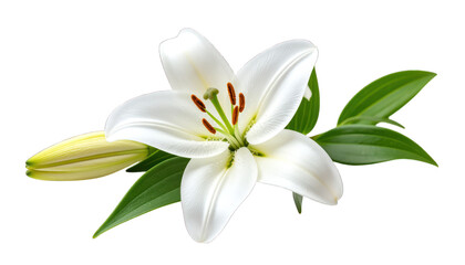 White lily flower closeup