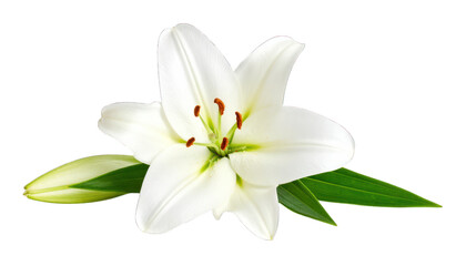 Fototapeta premium White lily flower isolated
