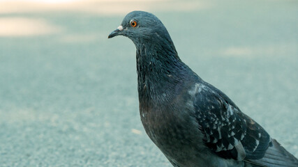 Pigeon strolling through the urban park under soft sunlight