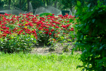 Fototapeta premium Bright red roses bloom in a sunny park garden during springtime