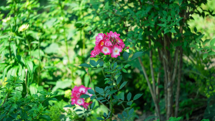 Fototapeta premium Pink roses bloom brightly in a lush garden in spring