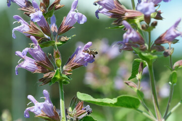 Bees busy collecting nectar from vibrant garden flowers under sunlight