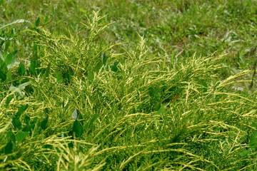 Lush greenery thrives under bright sunlight in a vibrant meadow