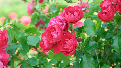 Vibrant roses bloom in a colorful garden during springtime festivities