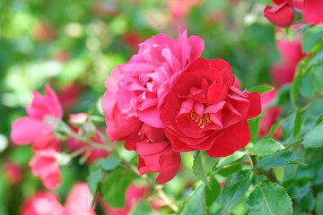 Blooming roses brighten the garden in springtime hues