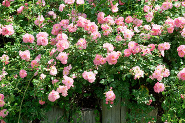 Vibrant blossoms in a sunlit garden display colors and beauty
