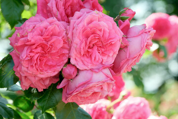 Blooming pink roses create a stunning display in a sunny garden