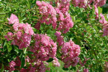 Fototapeta premium Vibrant pink flowers blooming in a lush garden during springtime
