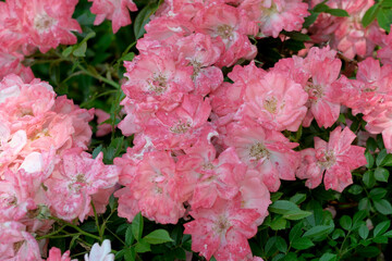 Vibrant display of blooming pink roses in a lush garden