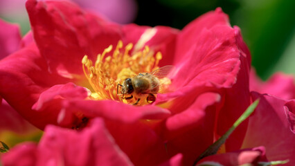 Vibrant bee collecting nectar from a blooming rose in sunny garden