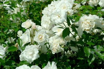 White roses bloom vividly in a sunny, lush garden
