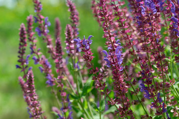 Obraz premium Vibrant purple blooms sway gently in the warm afternoon sun