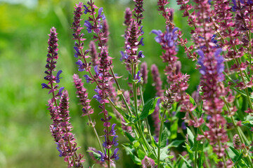 Vibrant wildflowers bloom in a sunlit meadow during springtime